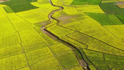 Bogura, Bangladesh - 21 August 2025: Aerial view of fields of green and yellow crops divided by a winding stream, showcasing the agricultural landscape.