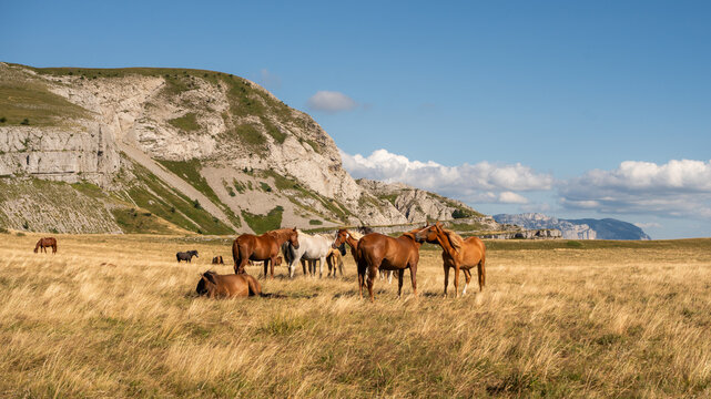 Troupeau de chevaux du Vercors, Font d'Urle