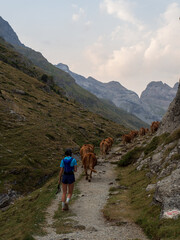 Fototapeta premium Hiker Walking with Cows on Mountain Trail, Estaube Cirque, Pyrenees