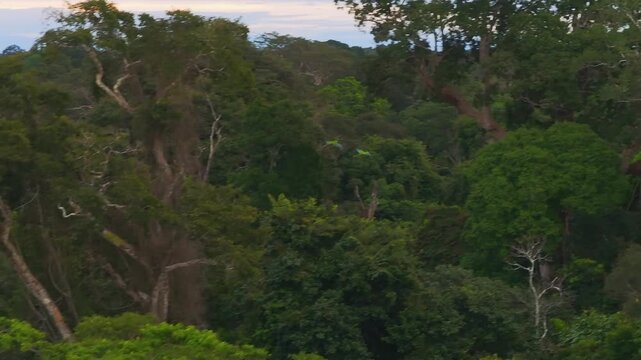 A pair of chestnut-fronted macaws flying together above the dense Amazon rainforest canopy in Tambopata, Peru, filmed with an aerial telephoto perspective
