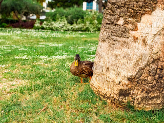 Duck standing near a tree in the park. Wildlife, nature, and outdoor environment with details of texture and natural habitat.