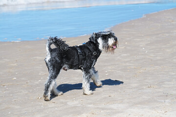 Miniature Schnauzer close-up on a sandy seashore against the background of blue sea water