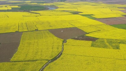 Bogura, Bangladesh - 21 August 2025: Aerial view of vibrant yellow mustard fields contrasting with the patchwork of earthy brown and green fields.