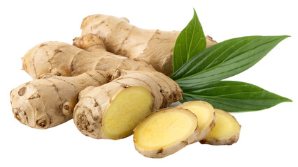 Ginger root plant set isolated on white background PNG. AI GENERATED.
