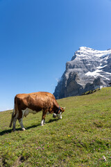 スイスの山にいる茶色の牛　高原 グリンデルワルト