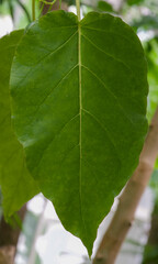 Obraz premium Beautiful close-up of a leaf of cyphomandra betacea
