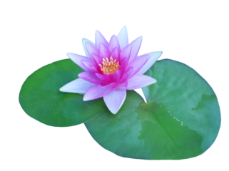 Beautiful pinkmwater lily isolated . Lotus flower  cutout
