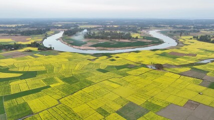 Bogura, Bangladesh - 21 August 2025: Aerial view of a winding river cutting through a landscape of vibrant yellow fields contrasted by patches of green and brown.