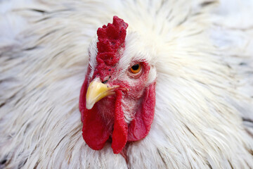 White Rooster with bright red comb and wattle