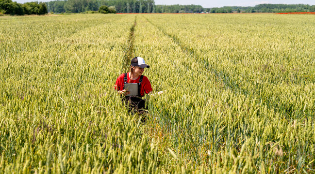 Modern female farmer with tablet inspecting green cereal crops in field during growth stage - Powered by Adobe