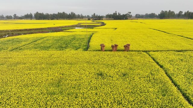 Bogura, Bangladesh - 21 August 2025: Aerial view of vibrant yellow mustard fields contrasting against the earthy tones of harvested crops and distant green trees.