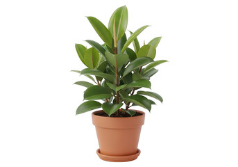 Obraz premium Green ficus plant in pot isolated on transparent background