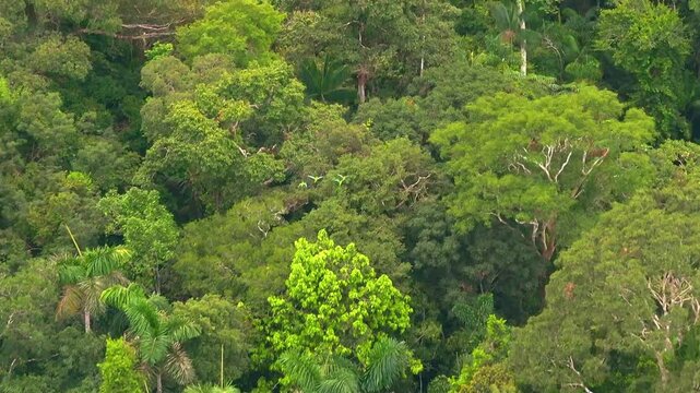 A small group of chestnut-fronted macaws flying together above the Amazon rainforest canopy in Tambopata, Peru, filmed from a high angle with telephoto lens