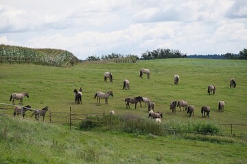 Fototapeta premium Big herd of horses on green meadow