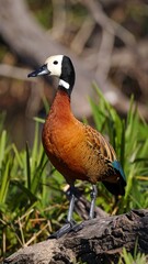 A duck standing on a log
