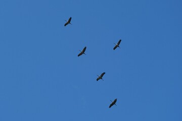 A flight of flying cranes against a blue sky