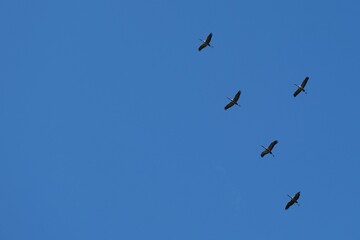 A flight of flying cranes against a blue sky
