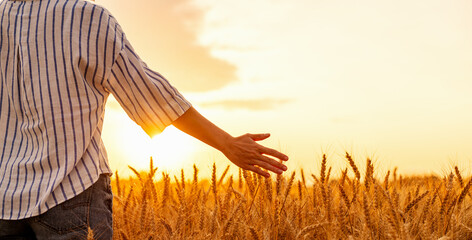 Woman’s arm over wheat in rural field at sunset © Barillo_Images