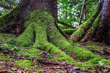 Tree roots with lush green moss in forest.