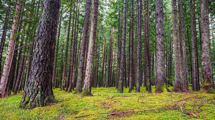 Obraz premium Dense forest with tall pine trees and mossy floor.