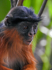 Extreme Close-up of Western Red Colobus
