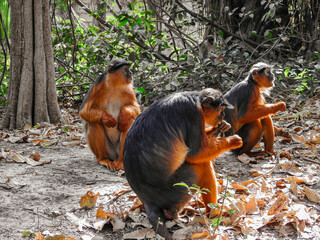 Group of Western Red Colobus Eating Food from Tourists