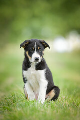 Spring portrait of dog in nature. He is so cute in the nature. He has so lovely face	
