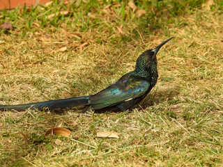 Green Wood Hoopoe on Lawn