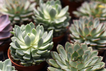 Obraz premium Houseplants