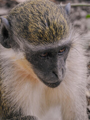 Extreme Close-up of Green Monkey
