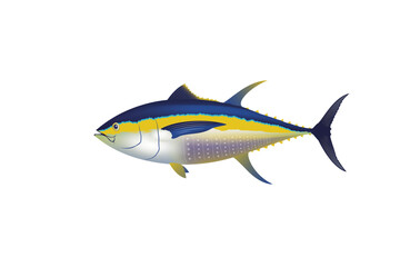 Yellowfin vector illustration, Tuna fish vector. 