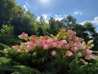 Fototapety na wymiar - Fototapeta24.pl