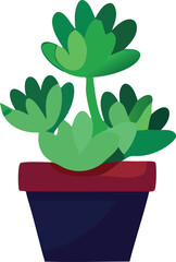 Vibrant green succulent plant in a stylish red and dark blue planter ideal for home decor and gardening enthusiasts