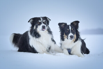 Tricolor border collies are lying on the field in the snow. He is so fluffy dog.	
