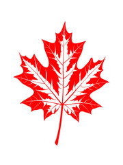   red maple leaf on with  jpg a white background