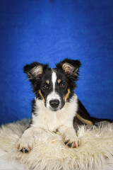 Cute Border Collie puppy lying on fluffy rug in studio. Adorable Border Collie puppy lying on a white fluffy rug against a blue studio background. The young dog looks directly at the camera.