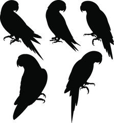Black parrot silhouettes perched on branches, tropical bird icons, exotic wildlife vector set, minimal flat design for nature, zoo, rainforest, cad drawing flat vector illustration