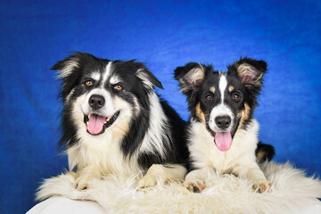 Two happy Border Collie dogs posing together in studio.Portrait of two cheerful Border Collie dogs lying side by side on a fluffy rug, looking at the camera with tongues out. Studio shot with blue