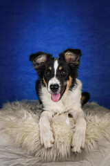 Cute Border Collie puppy lying on fluffy rug in studio. Adorable Border Collie puppy lying on a white fluffy rug against a blue studio background. The young dog looks directly at the camera.