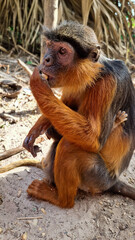 Mother Western Red Colobus with Baby Eating