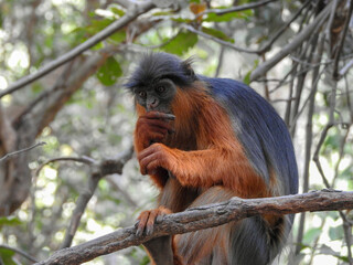 Western Red Colobus Balanced on Branch