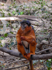 Western Red Colobus Gripping Branch