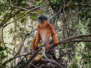 Alert Western Red Colobus