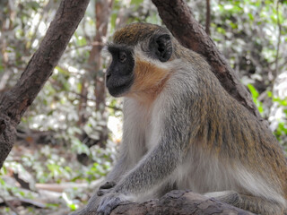 Green Monkey Watching Intently