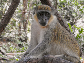 Green Monkey Looking Towards Camera