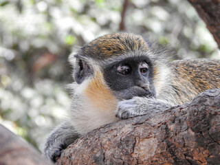 Bored Green Monkey