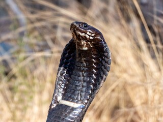Fototapeta premium Close-up of Rinkhals cobra, Hemachatus haemachatus, with flared hood and flicking tongue