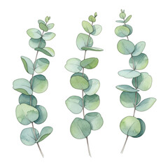 Obraz premium Three eucalyptus branches isolated on transparent background