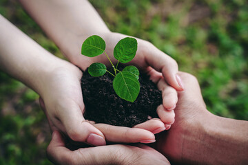 Two Hands holding Green plant tree for sustainable environment in green forest background....