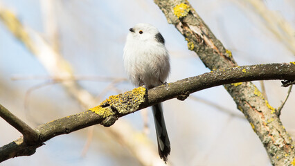 bird on a branch